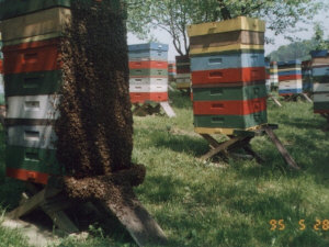 MIODOLAND Polish hives of a queen bee depositing honey Poland 03