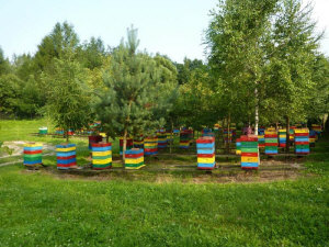 MIODOLAND Polish hives of a queen bee depositing honey Poland 04