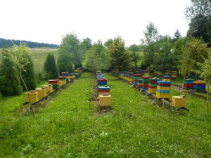 MIODOLAND Polish hives of a queen bee depositing honey Poland 05