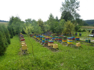 MIODOLAND Polish hives of a queen bee depositing honey Poland 06
