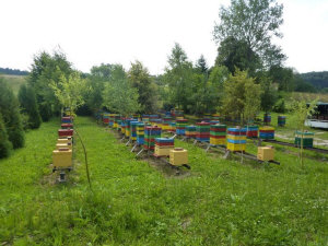 MIODOLAND Polish hives of a queen bee depositing honey Poland 07