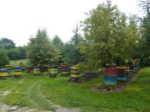 MIODOLAND Polish hives of a queen bee depositing honey Poland 09