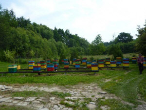 MIODOLAND Polish hives of a queen bee depositing honey Poland 10