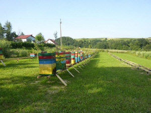 MIODOLAND Polish hives of a queen bee depositing honey Poland 13