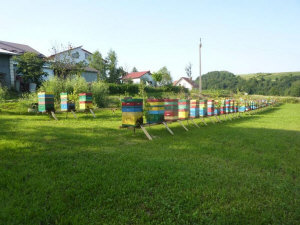 MIODOLAND Polish hives of a queen bee depositing honey Poland 14