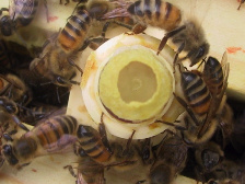 MIODOLAND queen bees 01